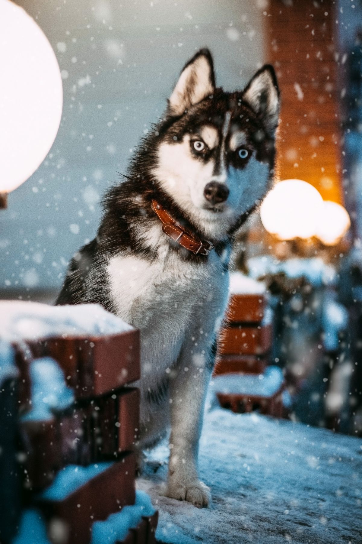 Husky wearing a backpack in the snow