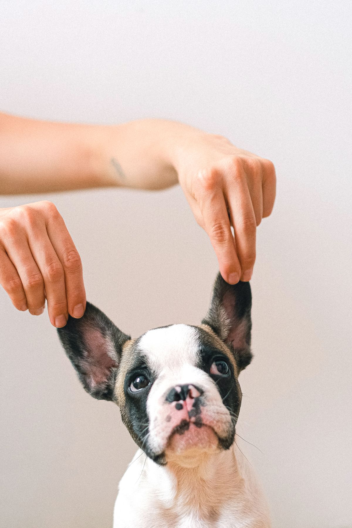 A boston terrier being gently petted and looking content