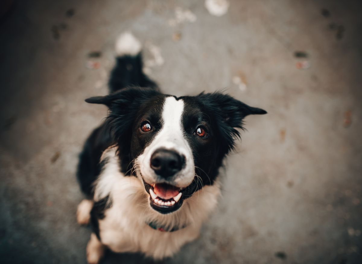 Border collie ready for a walk