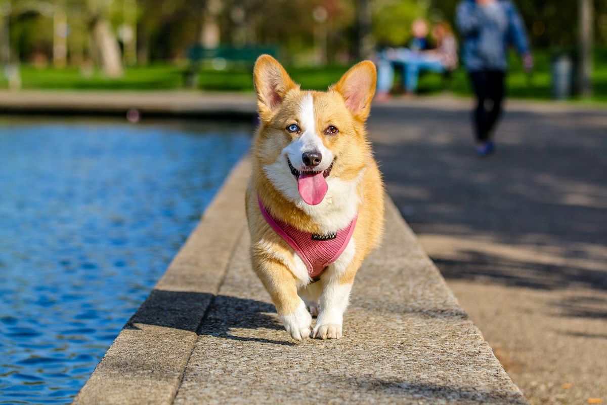 Corgi walking outdoors on a lead