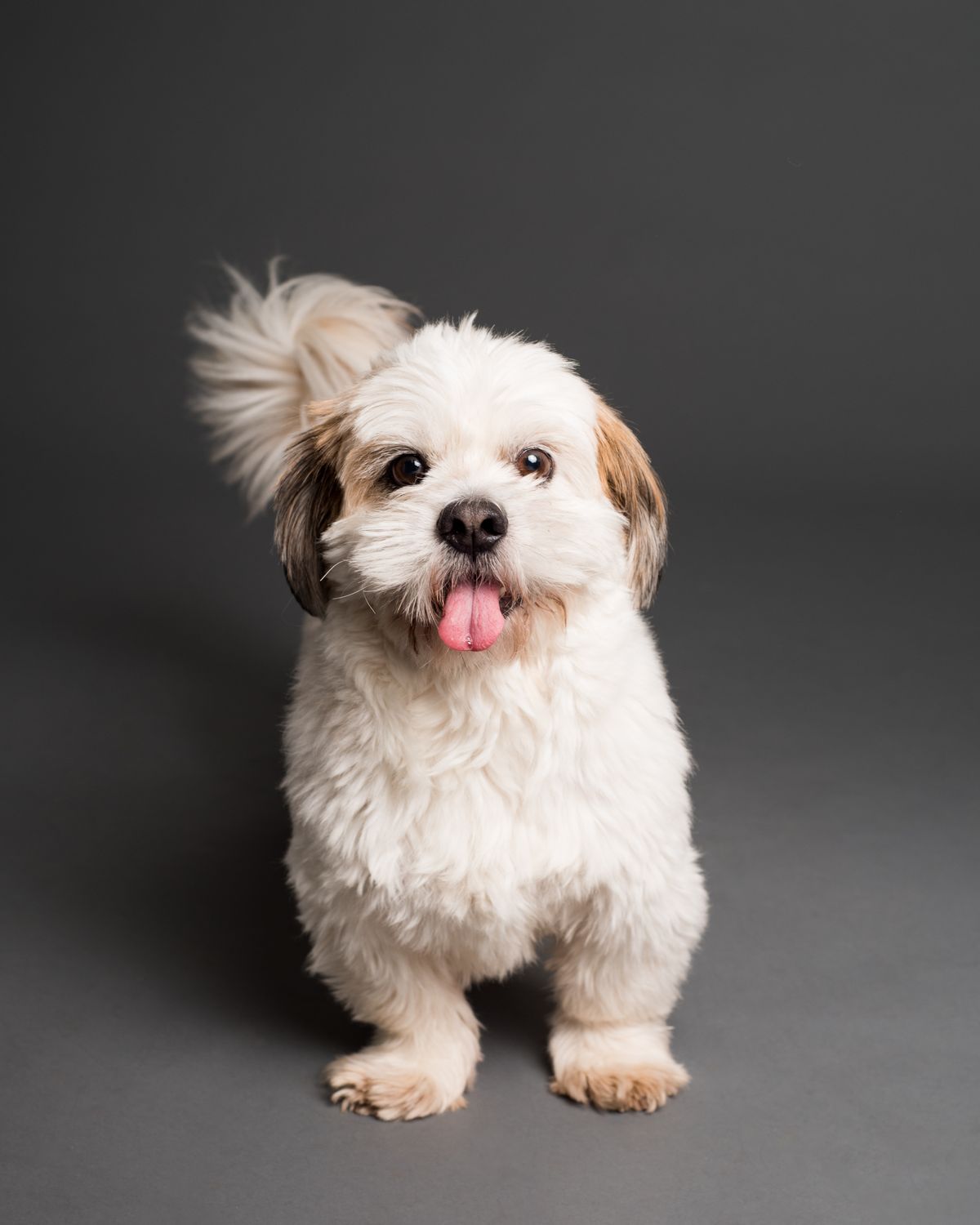 Fluffy white dog resting in a studio