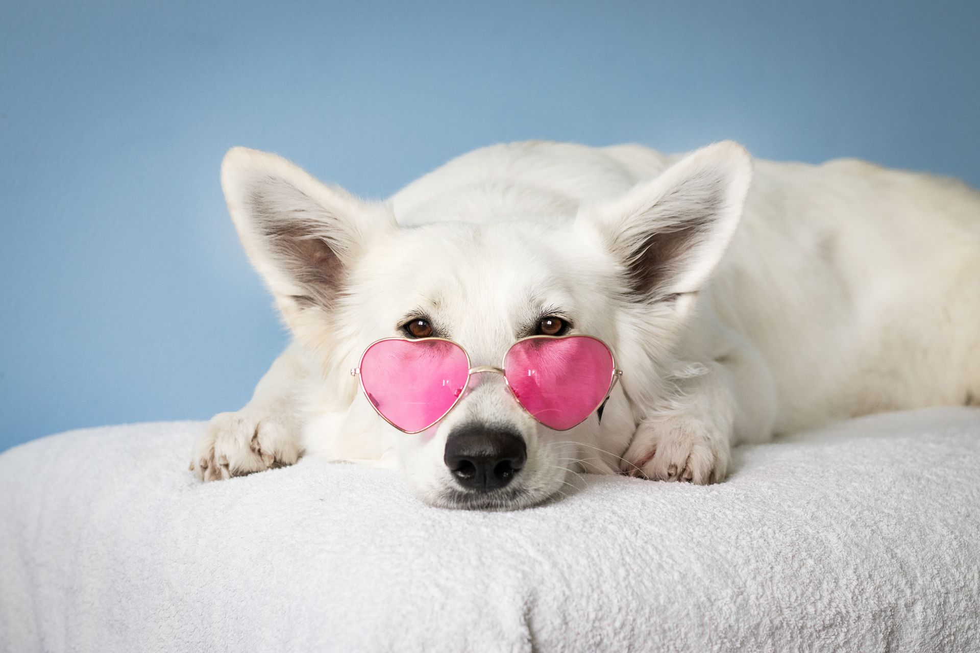 A cheerful white dog wearing pink heart-shaped sunglasses