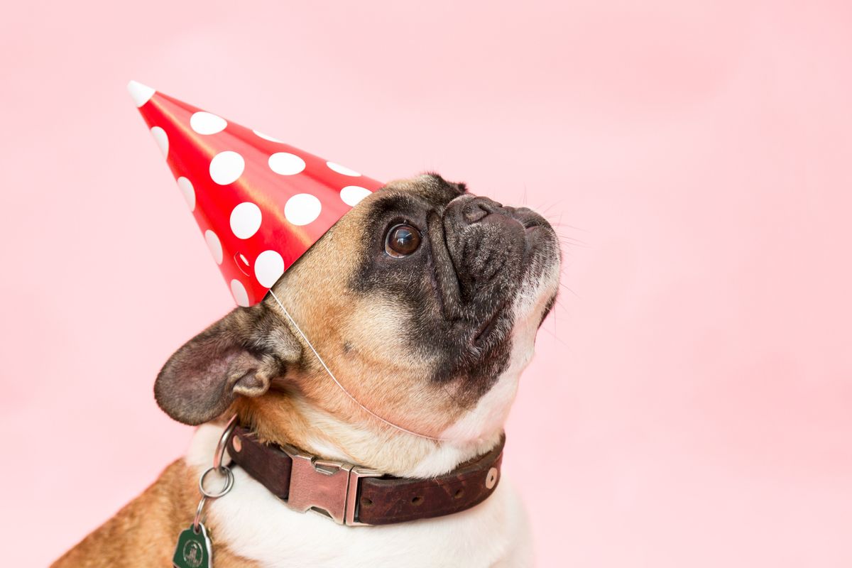 Puffer Pup Jacket on a french bulldog in a party hat