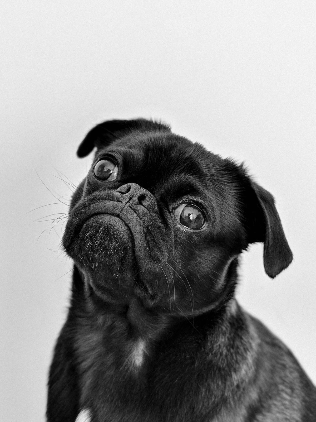 Black pug portrait