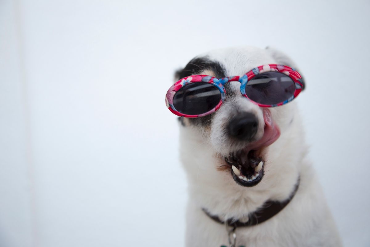 A cool dog wearing sunglasses, relaxed and confident