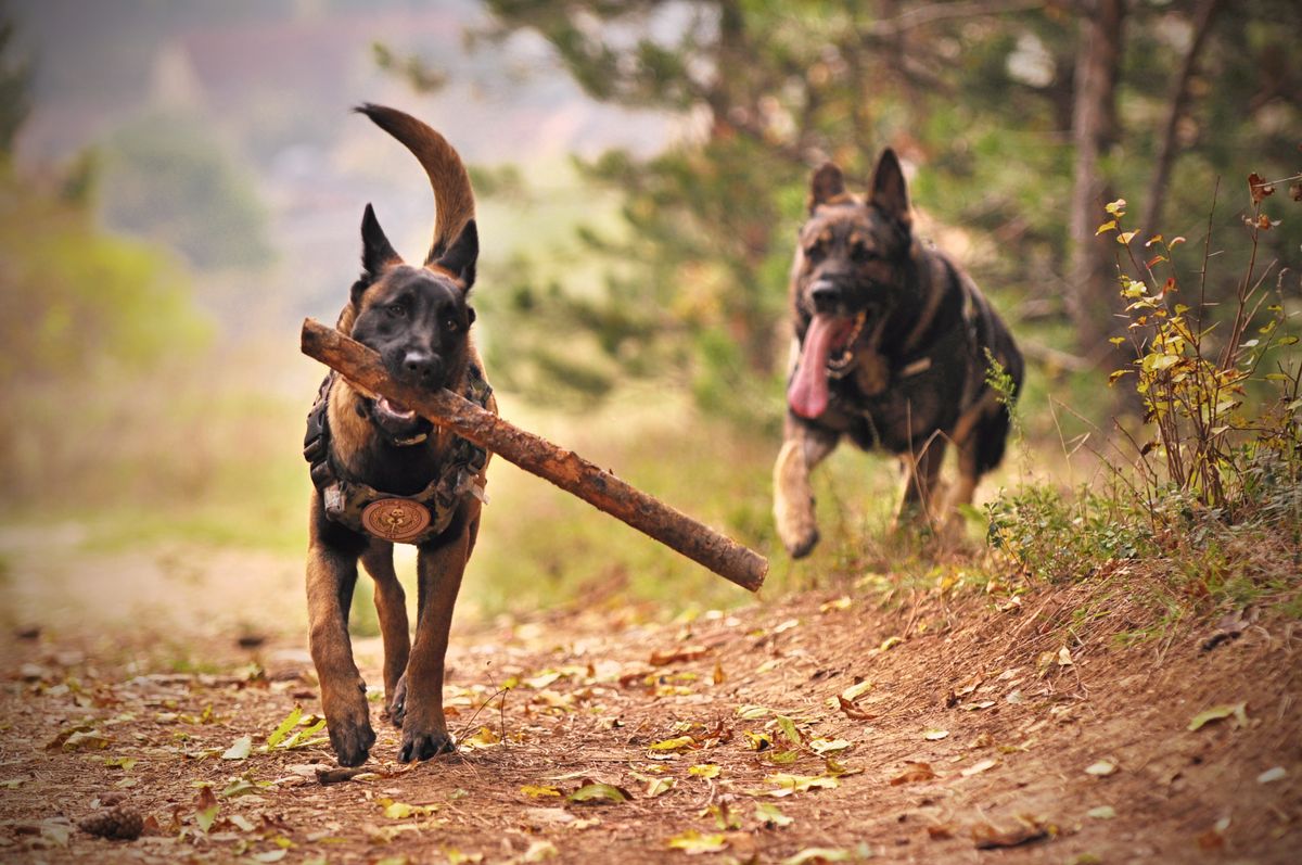 Two shepherd dogs playing with a stick