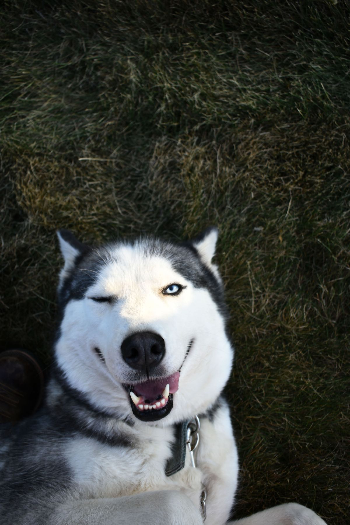 A husky winking playfully at the camera